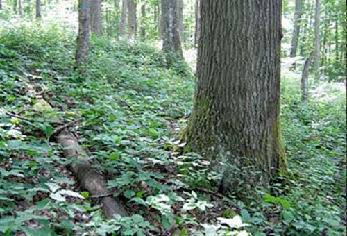 Regenerating White Oak In Stands Dominated By Invasive Species